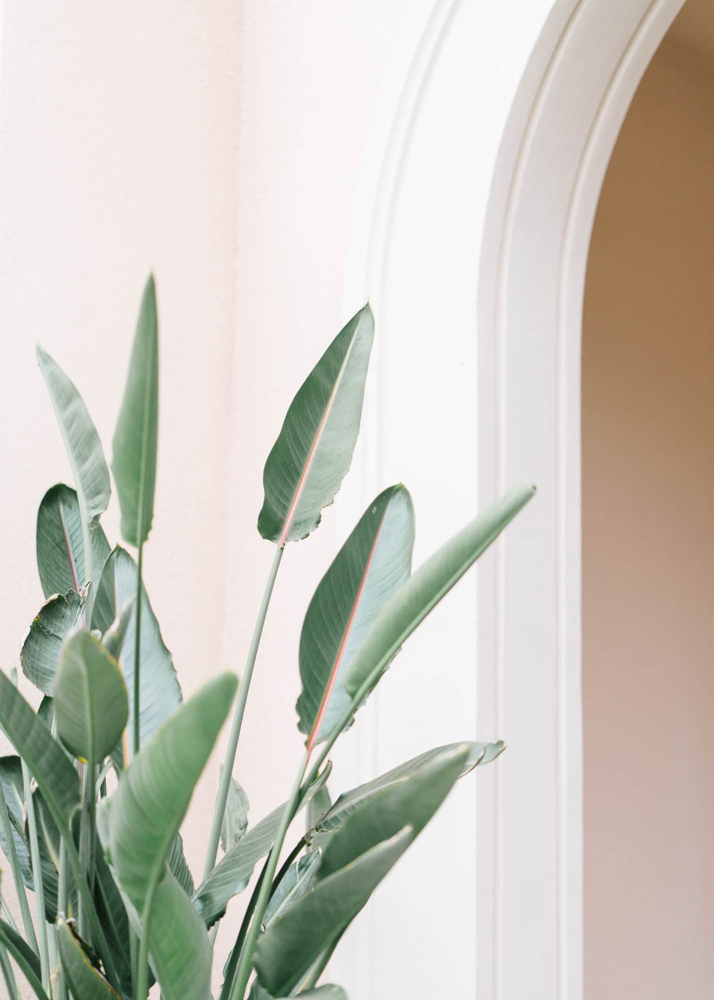 Tall green plant with elongated leaves stands near an arched white doorway against a light pink wall.